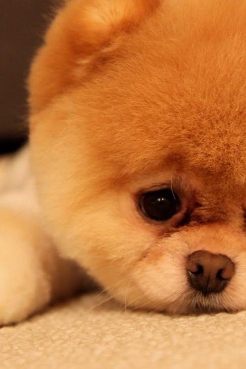 Àî¿ËÇ¿Ö÷³Ö³£Îñ»áÒé:¸÷ÀàÏîĿǷн´º½ÚǰÇåÁã