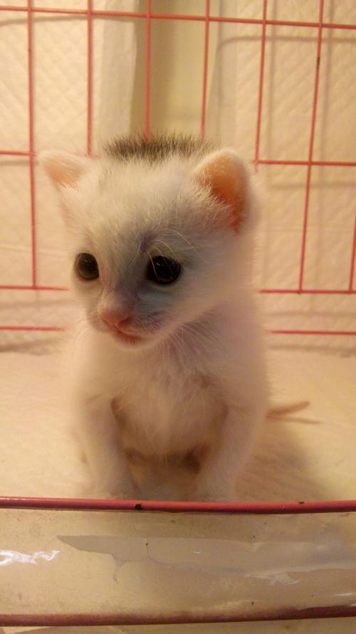 ×îÐÂÊý¾Ý£¡´óÐÜÃ¨È¦ÑøÊýÁ¿´ïµ½633Ö»