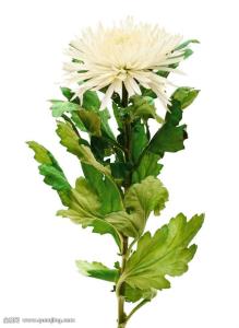 Ê×¶¼ÍøÂçÆÕ·¨ÁªÃË¡°e·¨Ö®¹â¡±»î¶¯ÔÚ¾©¾ÙÐÐ