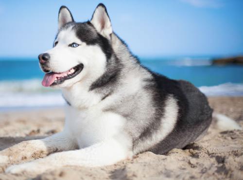 Òø°ÍÌú·ÇÅÁºÓÃÏ𽺲ÄÁÏ¡°ÒԴγäºÃ¡±£¿À¼ÖÝÌú·¼à¹Ü¾Ö¸Ï¸°ÏÖ³¡¿ªÕ¹µ÷²éºËʵ